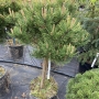 Pušis kalninė (Pinus mugo) "Wintergold"